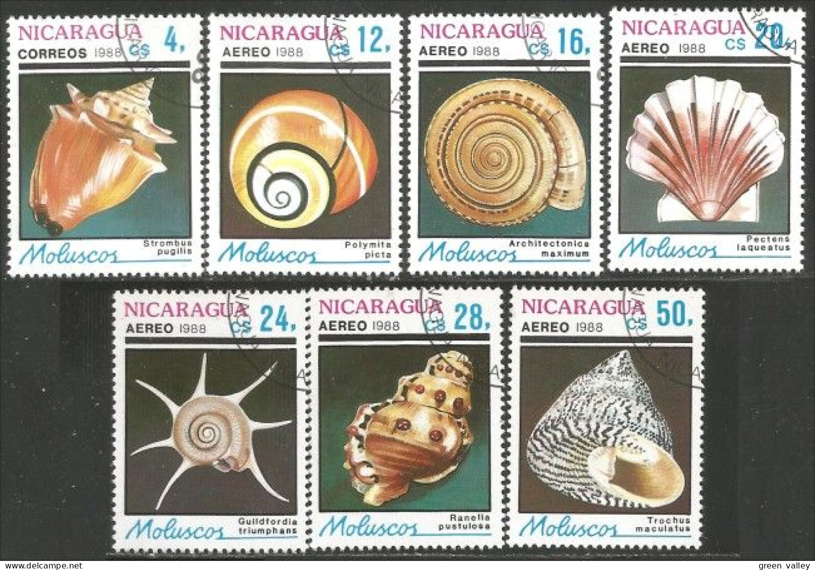 684 Nicaragua Coquillages Shells Schaltier Mariscos Moluscos (NIC-337) - Coneshells