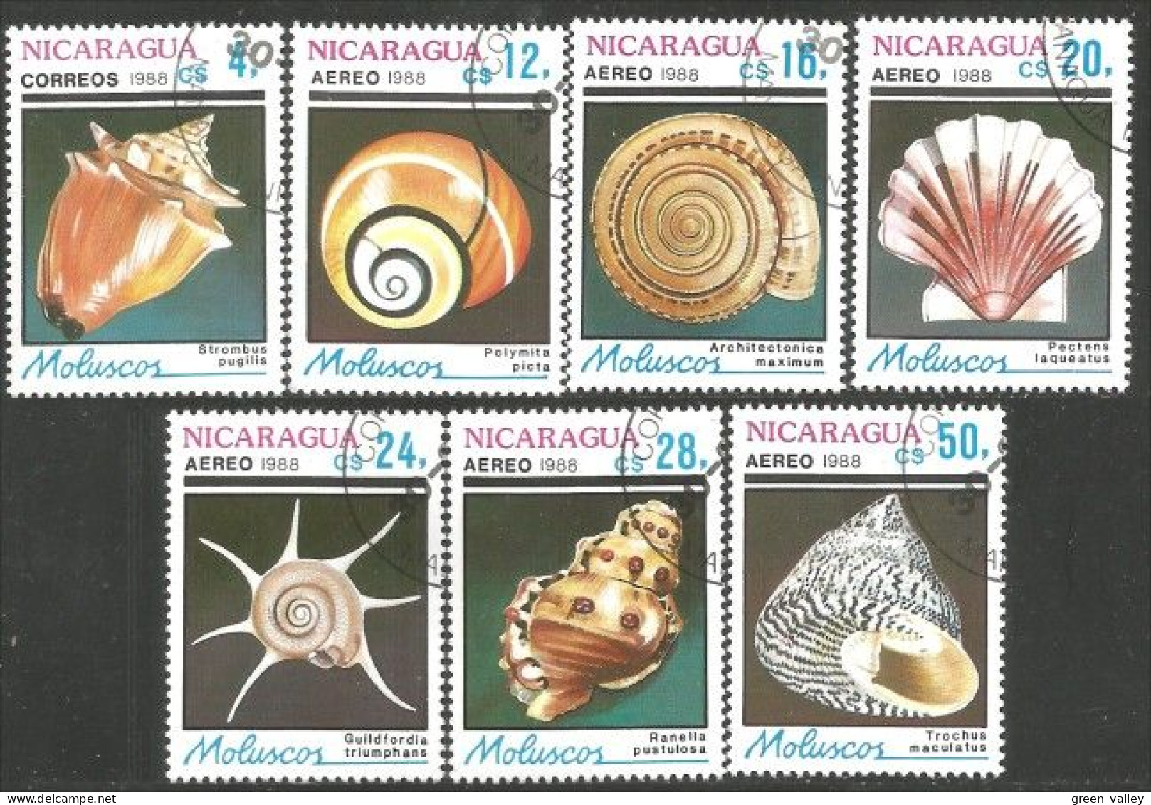 684 Nicaragua Coquillages Shells Schaltier Mariscos Moluscos (NIC-336) - Coneshells