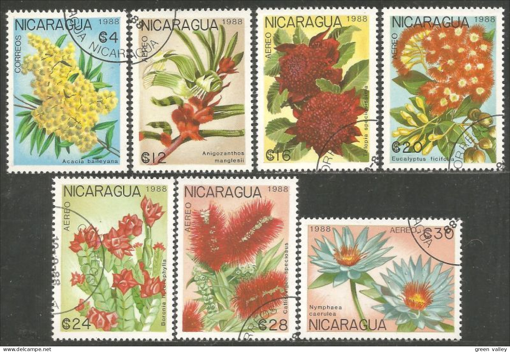 684 Nicaragua  Fleurs Flowers Blumen (NIC-534) - Nicaragua