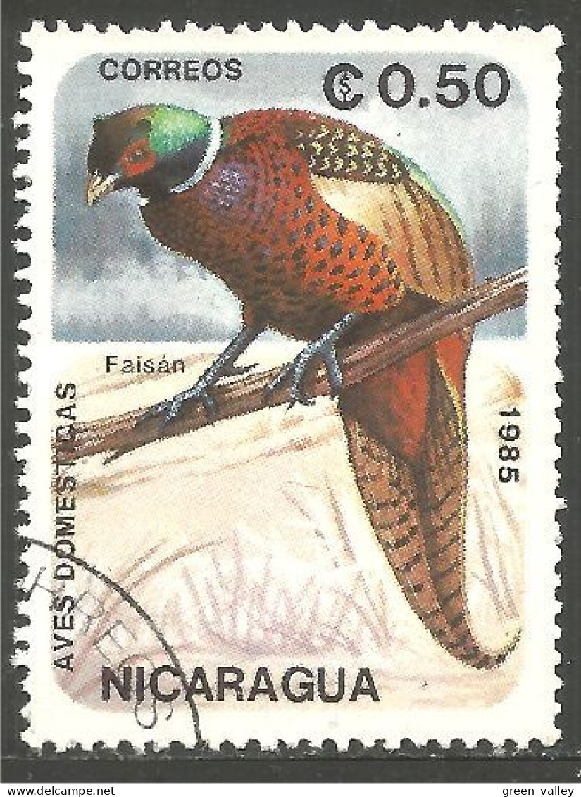 684 Nicaragua Faisan Pheasant Fasiano Fasan (NIC-482) - Hoendervogels & Fazanten