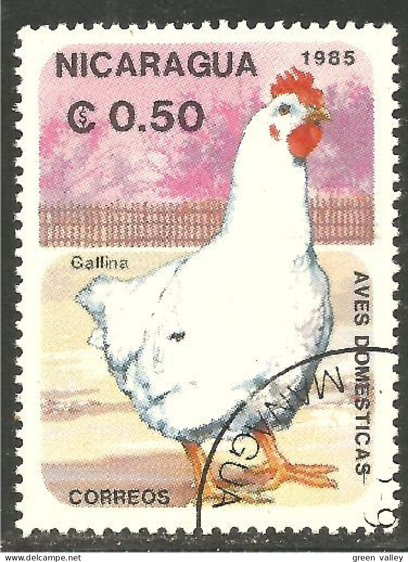 684 Nicaragua Poule Hen Hahn Kip Galinha Gallina (NIC-480) - Gallinacées & Faisans