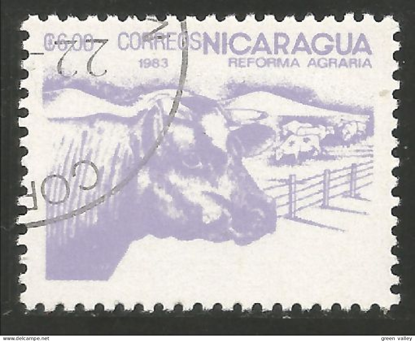 684 Nicaragua Vache Cow Vaca Kuh Koe Mucca Vacca Boeuf Beef Ox (NIC-479) - Kühe