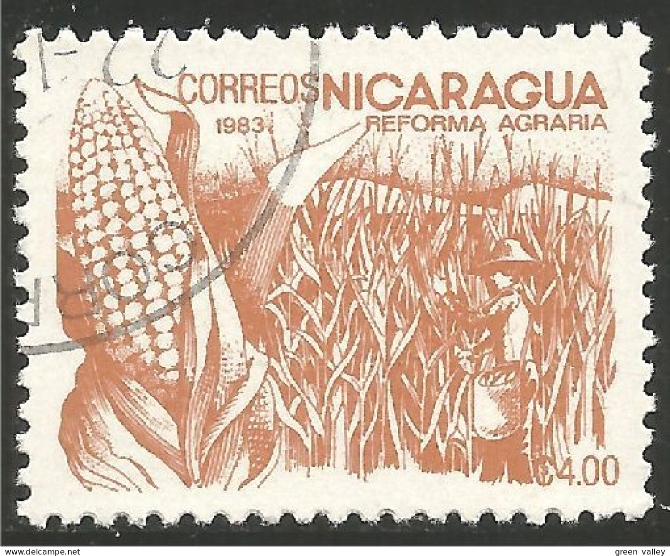 684 Nicaragua Mais Corn Mai Maize Maïs (NIC-478b) - Levensmiddelen