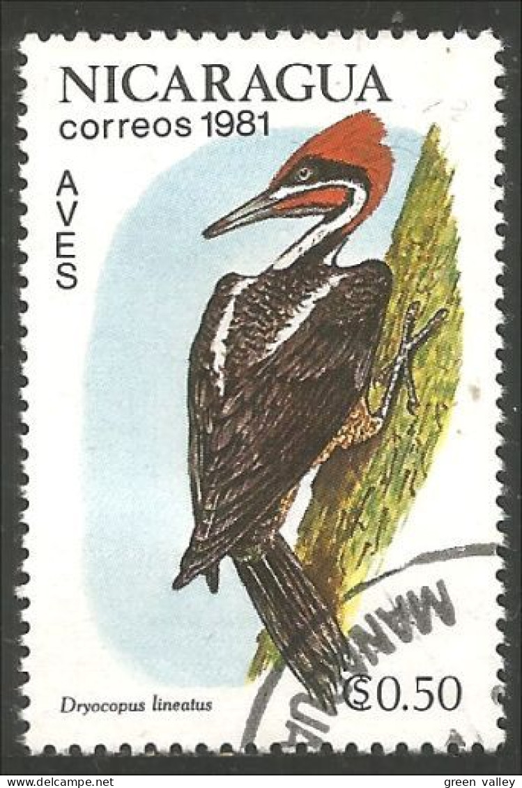684 Nicaragua Exotic Bird (NIC-443) - Spechten En Klimvogels