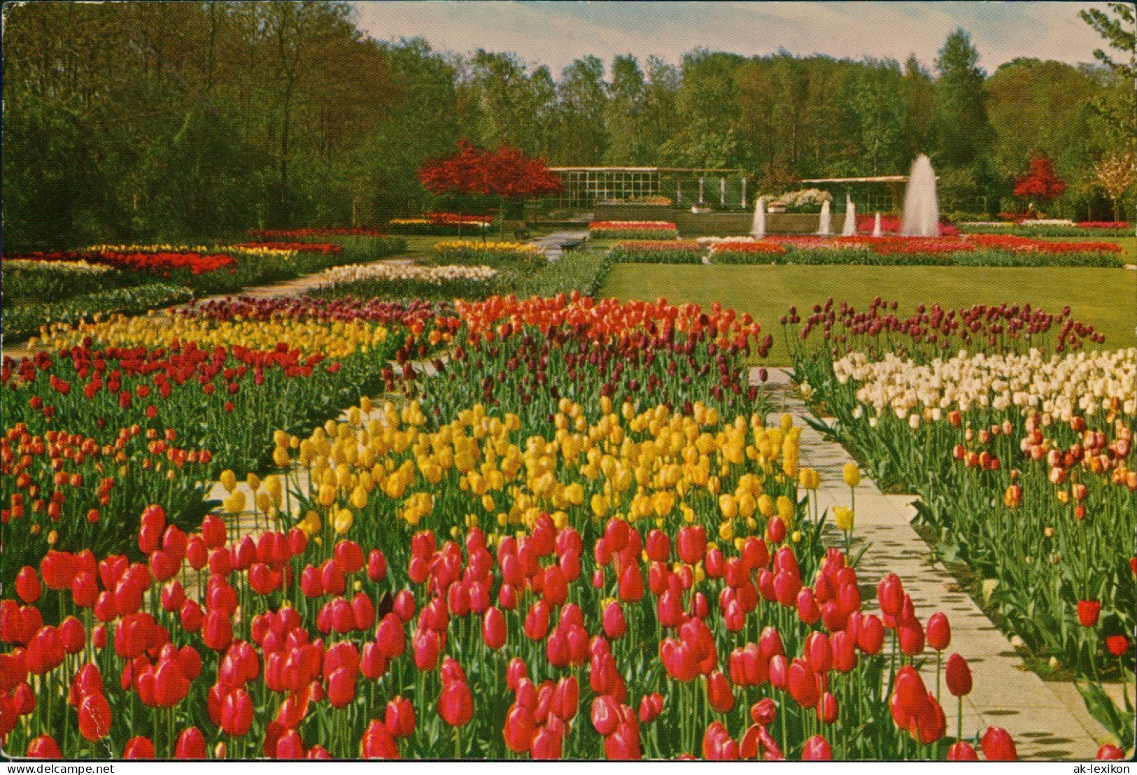 Postkaart Lisse KEUKENHOF LISSE-HOLLAND, Blumen & Pflanzen 1964 - Lisse