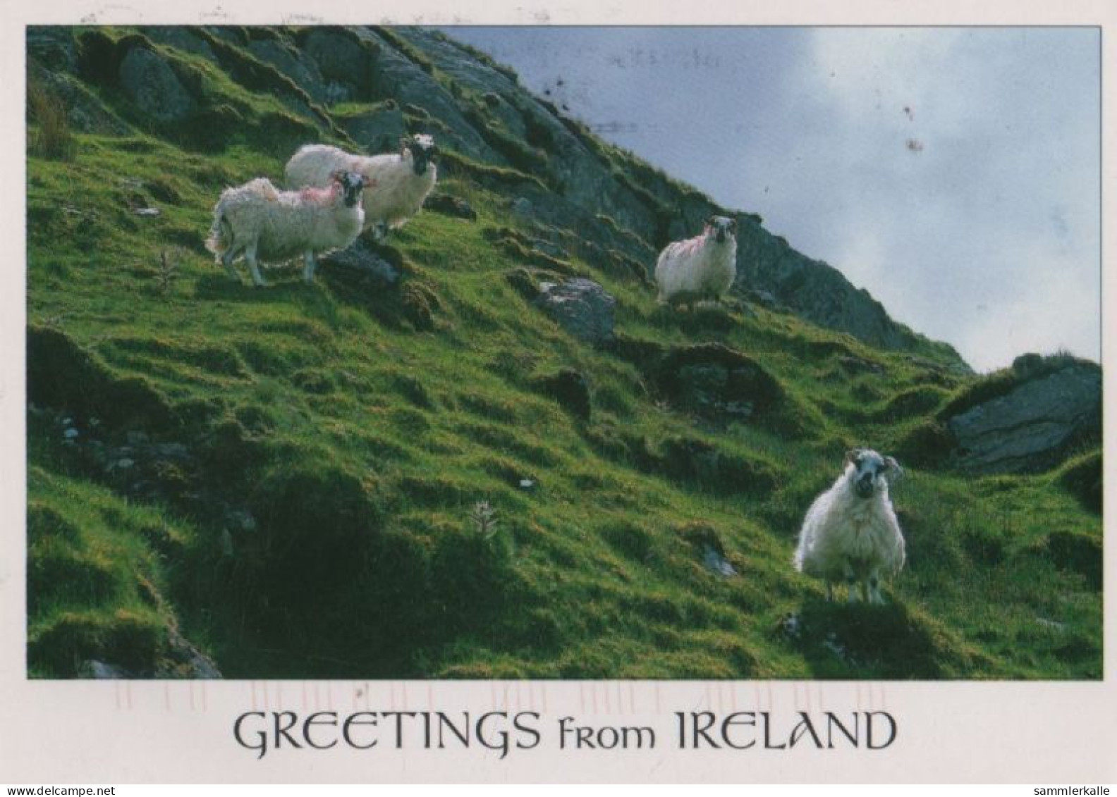 98510 - Irland - Sonstiges - Schafe - 2013 - Autres