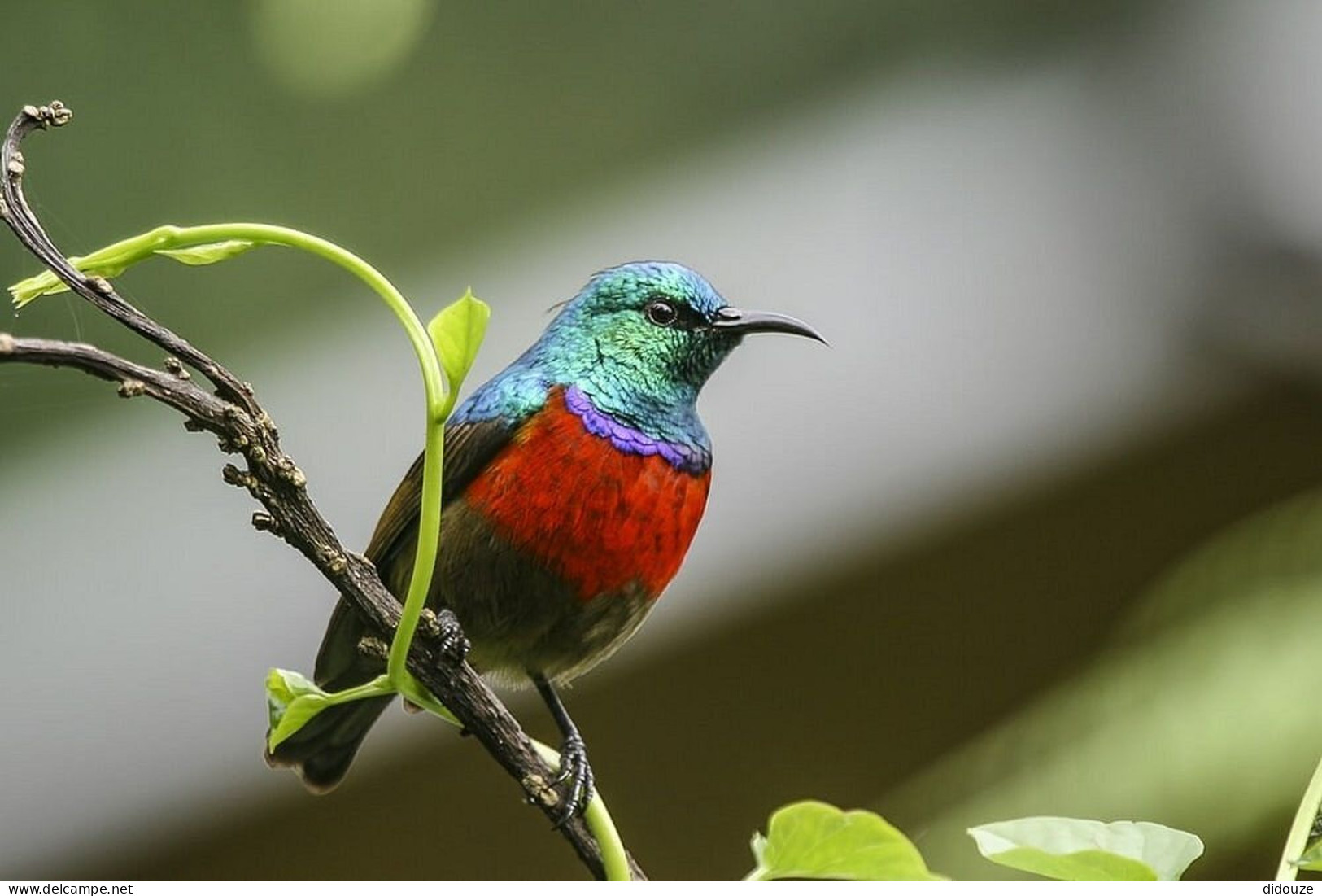 Rwanda - Volcanoes National Park - Oideaux - Sunbird - Parc Des Volcans - Zoo - CPM - Carte Neuve - Voir Scans Recto-Ver - Rwanda