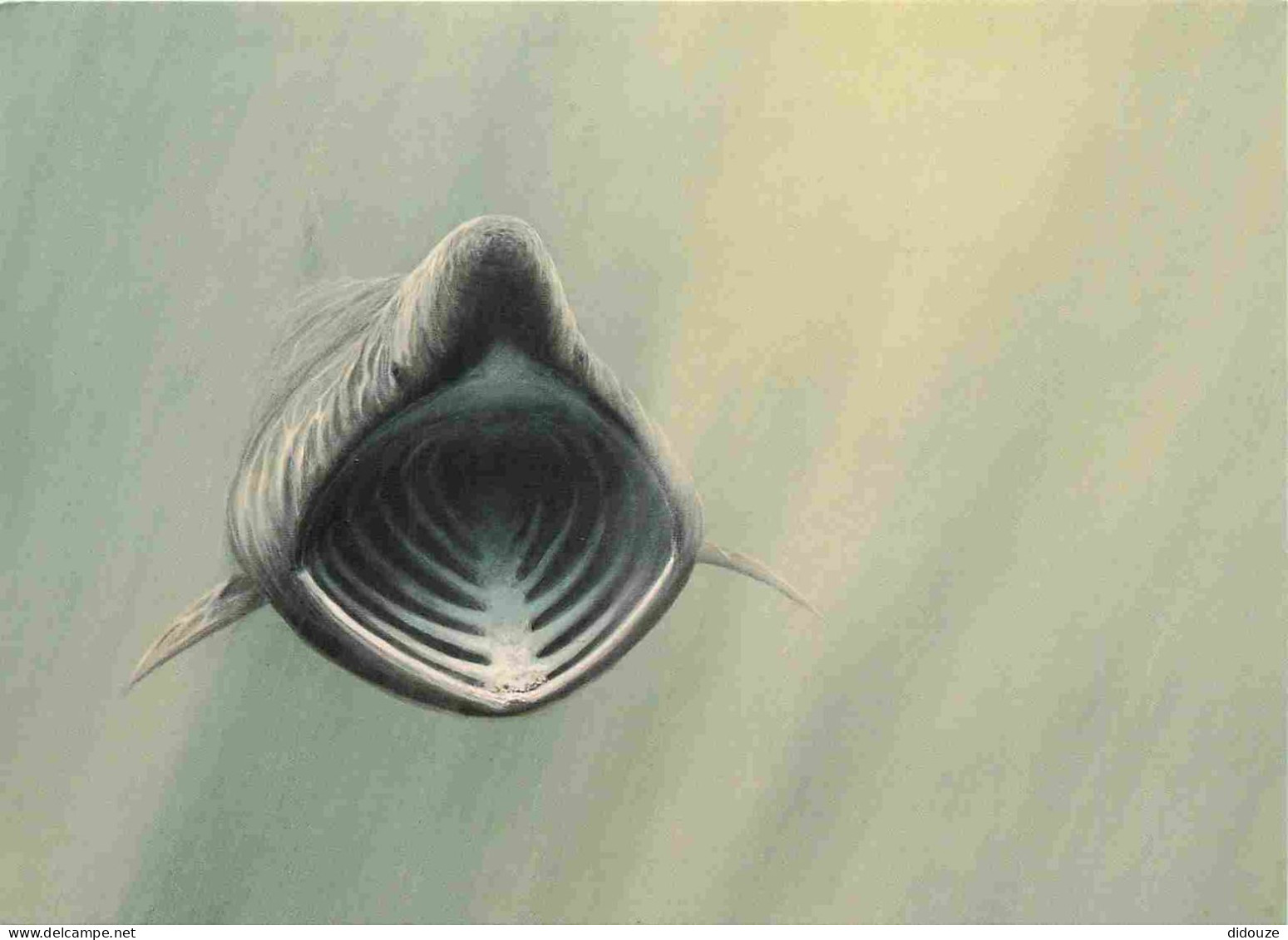 Animaux - Poissons - Art Peinture Illustration - Basking Shark - Reproduced From A Stamp Designed By Dr. Jeremy Paul And - Pesci E Crostacei