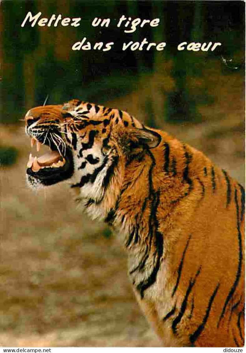 Animaux - Tigres - CPM - Voir Scans Recto-Verso - Tiger