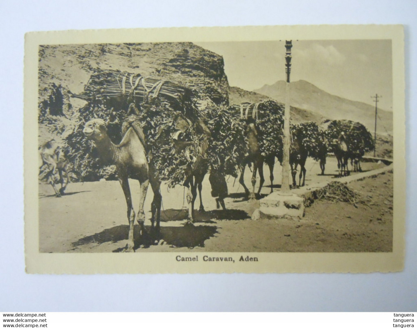 Yemen Camel Caravan Chameaux - Yémen
