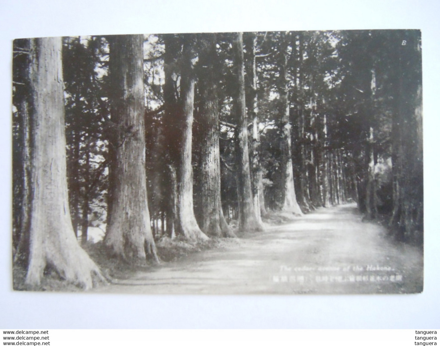 Japan The Cedar Avenue Of The Hakone Circa 1935 - Other & Unclassified