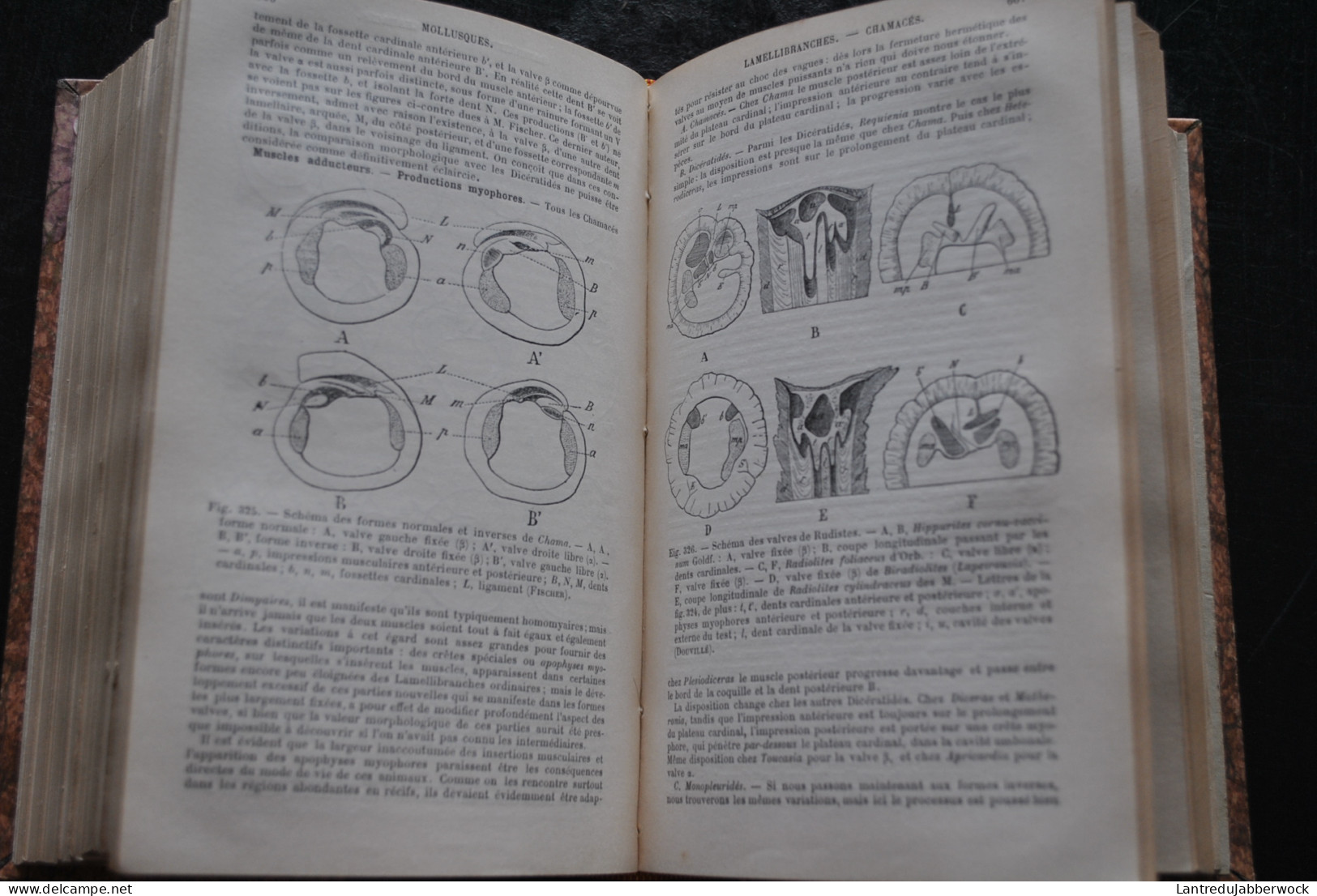 Félix BERNARD Eléments de paléontologie Librairie Baillière et Fils 1895 - 606 figures Archéologie Fossiles Préhistoire 