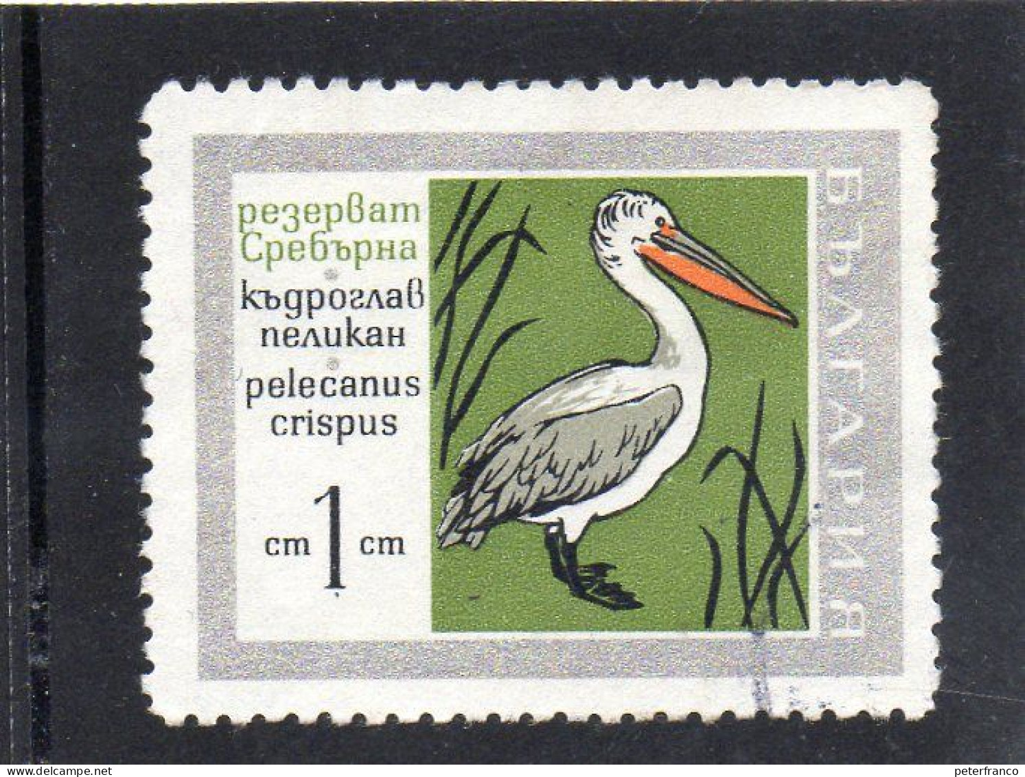 1968 Bulgaria - Petko Pellicano - Storks & Long-legged Wading Birds