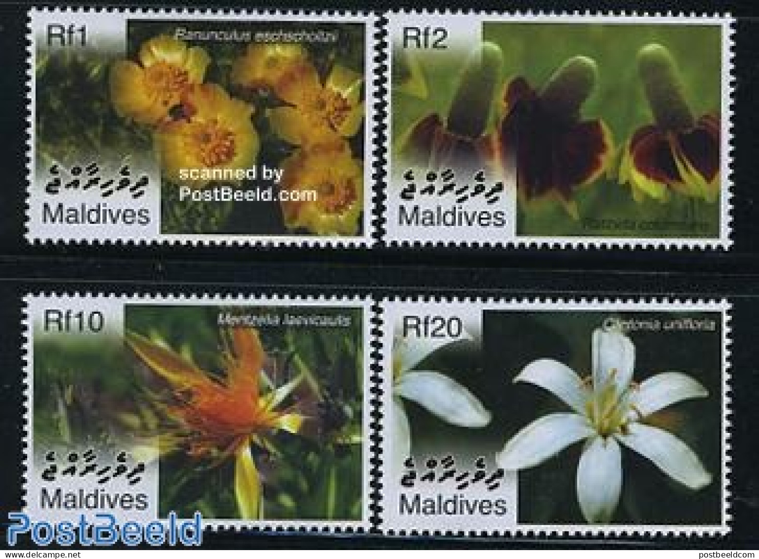 Maldives 2007 Flowers 4v, Mint NH, Nature - Flowers & Plants - Maldivas (1965-...)