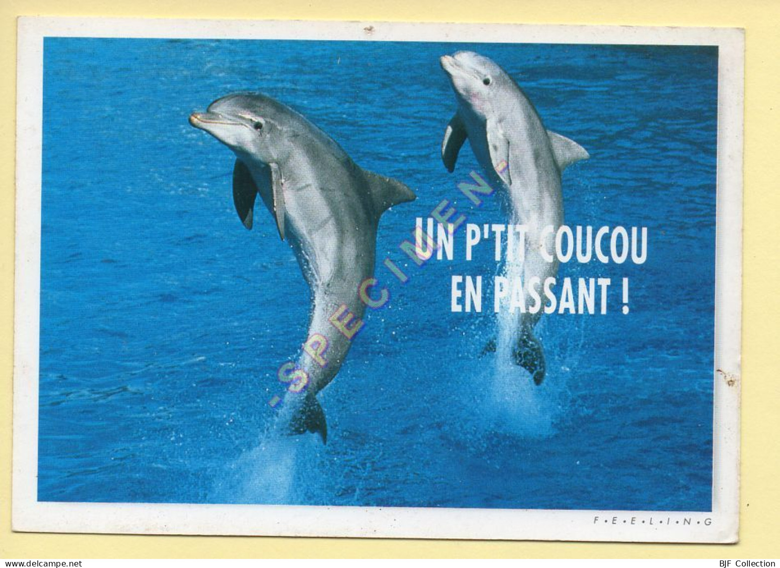 Animaux : Dauphins / 2 Dauphins / Un Petit Coucou En Passant ! (voir Scan Recto/verso) - Delphine