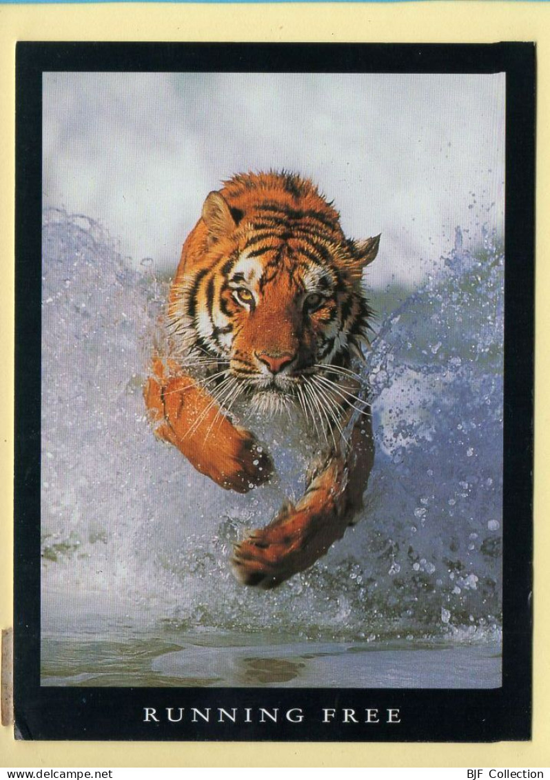 Animaux : Tigre (voir Scan Recto/verso) - Tigres