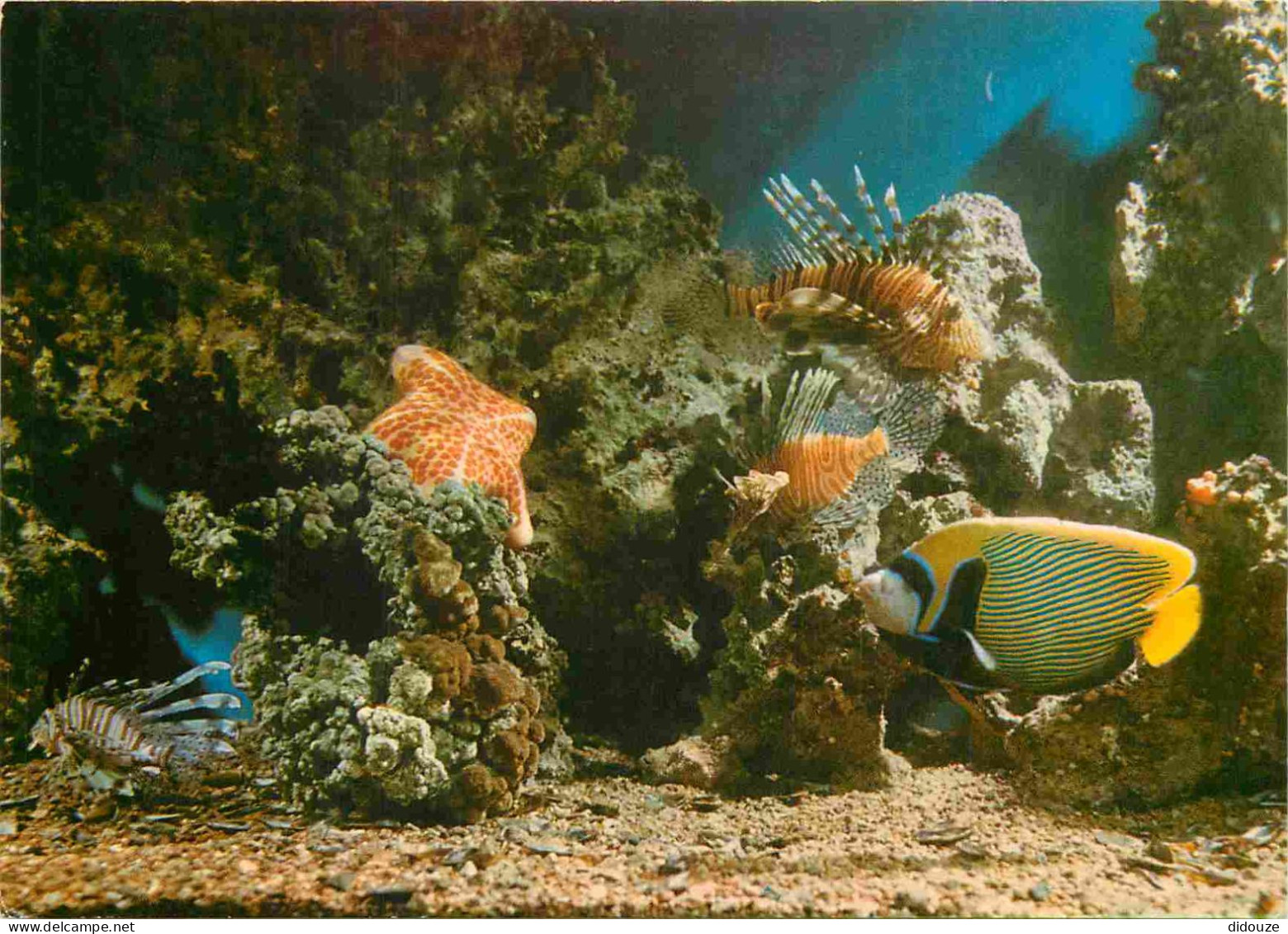 Animaux - Poissons - Israel - Eilat - Giant Sea Star - Choriaster Granulatus - Lion Fish Ptrois Volitans - Emperor Fish  - Pesci E Crostacei