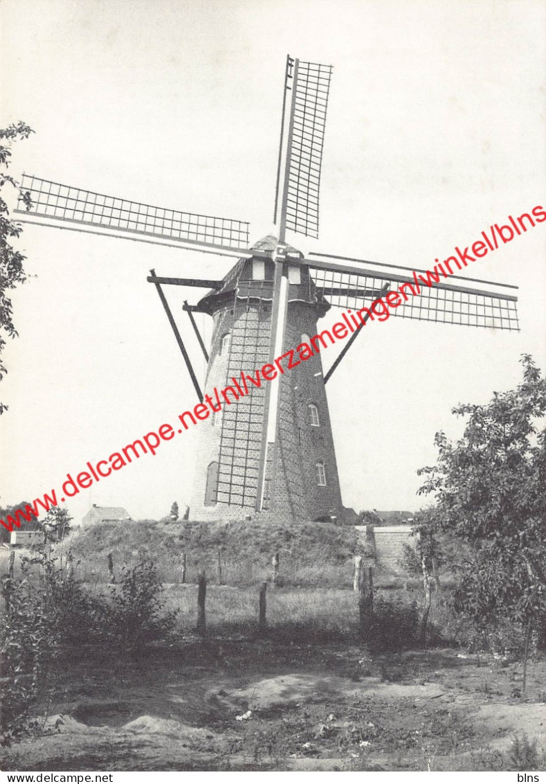 Scherpenbergmolen - Westmalle - Malle