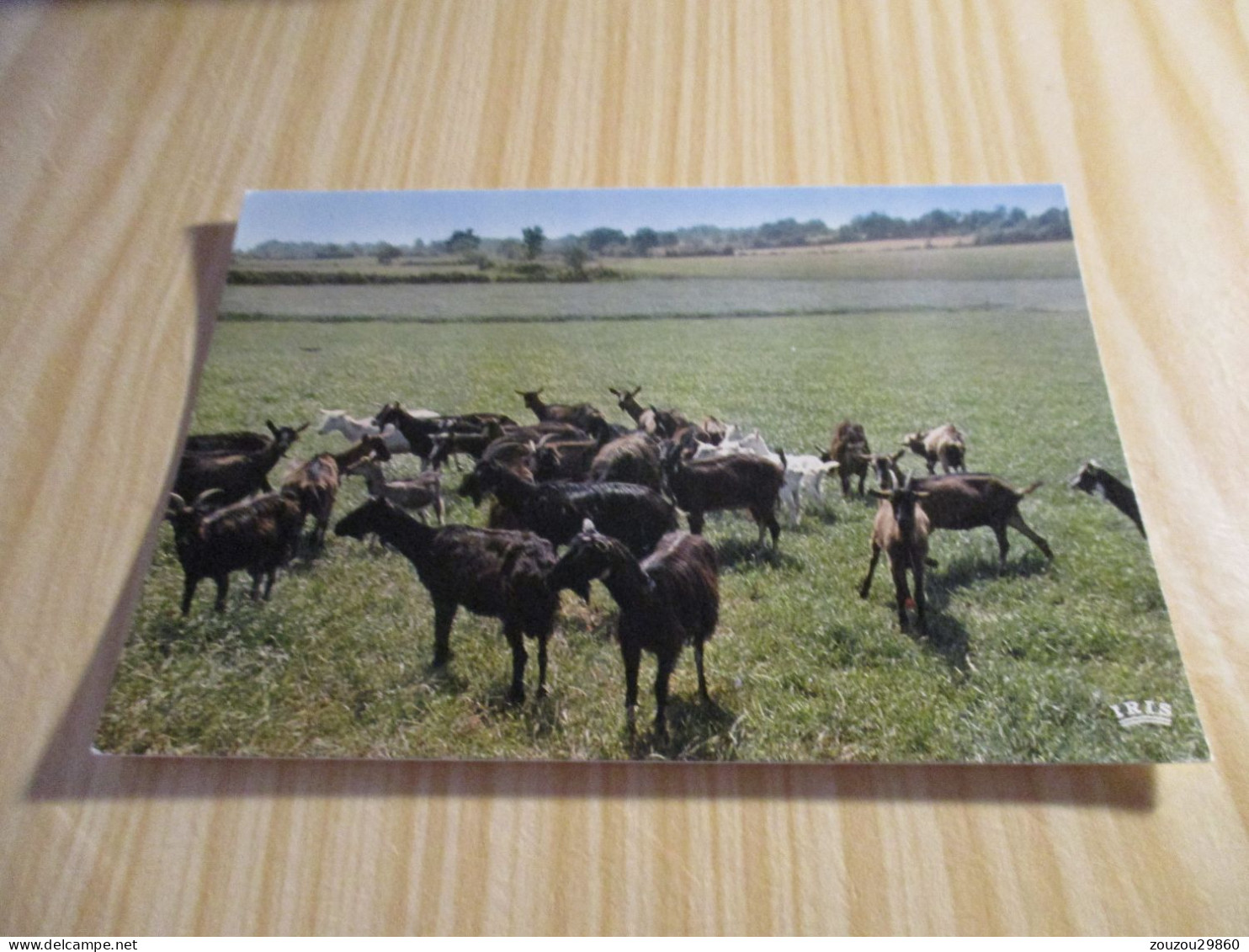 En Poitou - Troupeau De Chèvres. - Poitou-Charentes