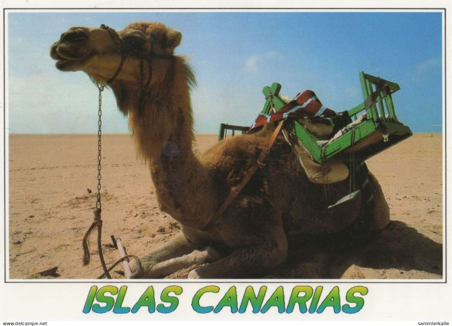 135190 - Kanarische Inseln - Spanien - Kamel - Andere & Zonder Classificatie