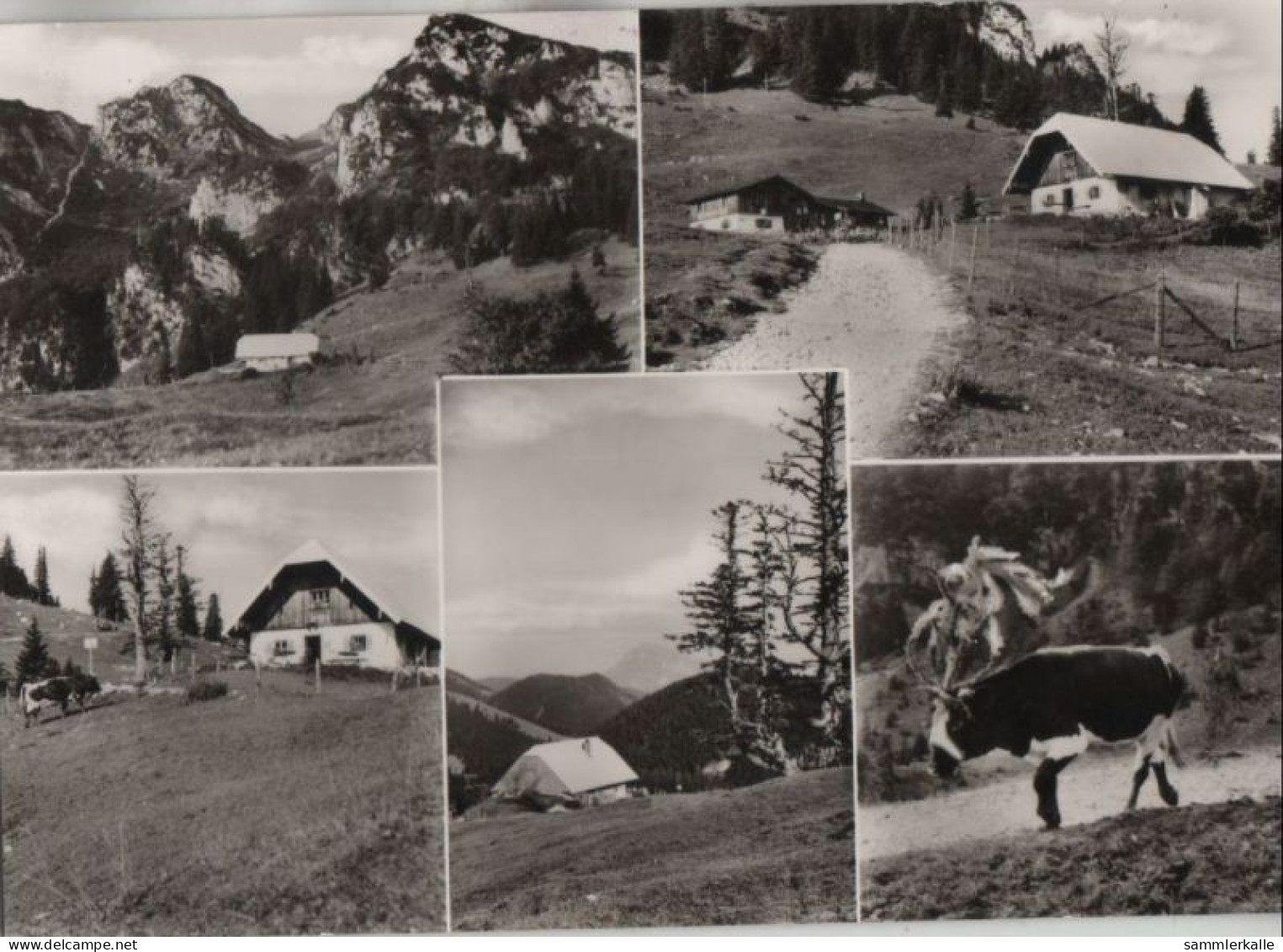 80239 - Hochfelln - Bründling-Alm - Ca. 1965 - Chiemgauer Alpen