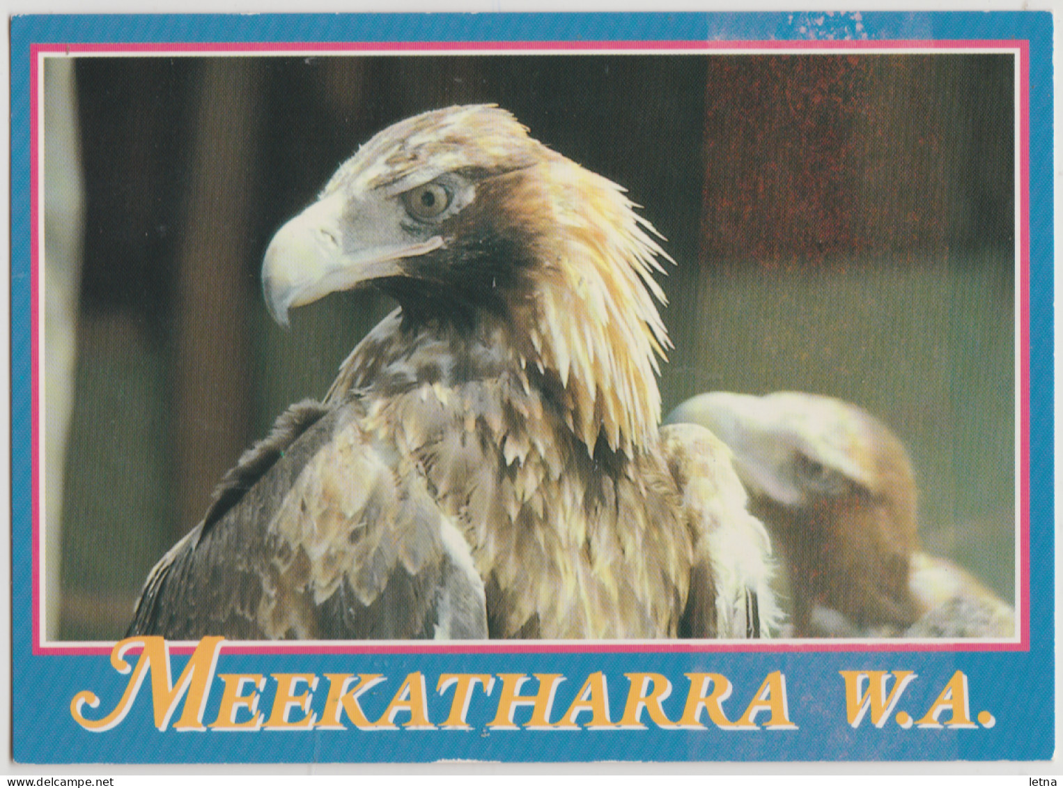 WESTERN AUSTRALIA WA Wedge Tailed Eagle MEEKATHARRA Nucolorvue 11MK002 Postcard C1980s - Other & Unclassified