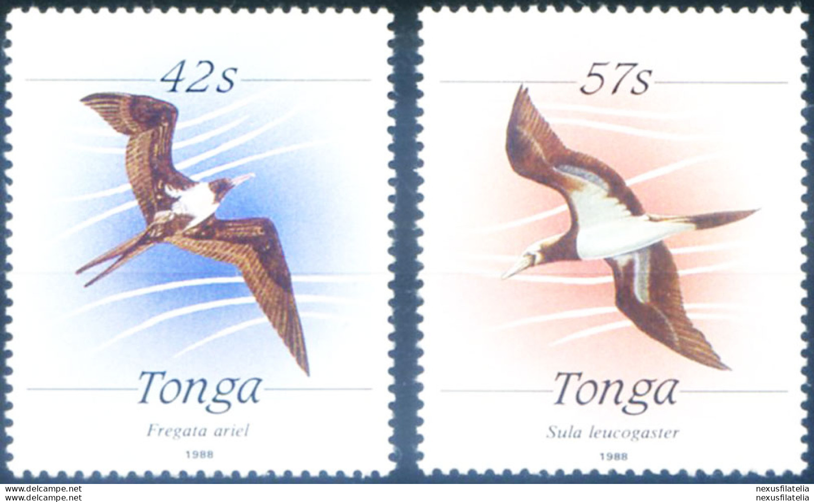 Definitiva. Fauna. Uccelli 1988. - Tonga (1970-...)