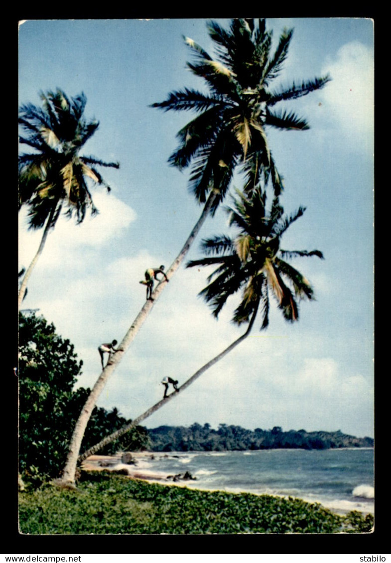 AFRIQUE NOIRE - SERIE L'AFRIQUE EN COULEURS - CUEILLETTE DES NOIX DE COCO - EDITEUR HOA-QUI - Non Classificati