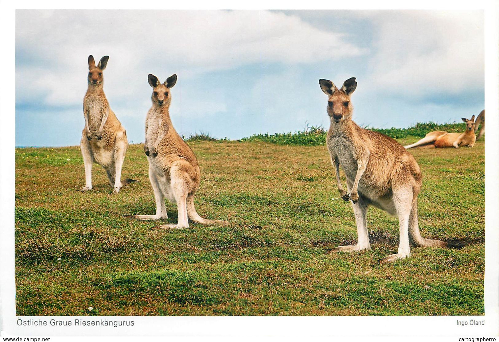 Postcard Australia Kangoroo Family In Nature - Otros & Sin Clasificación