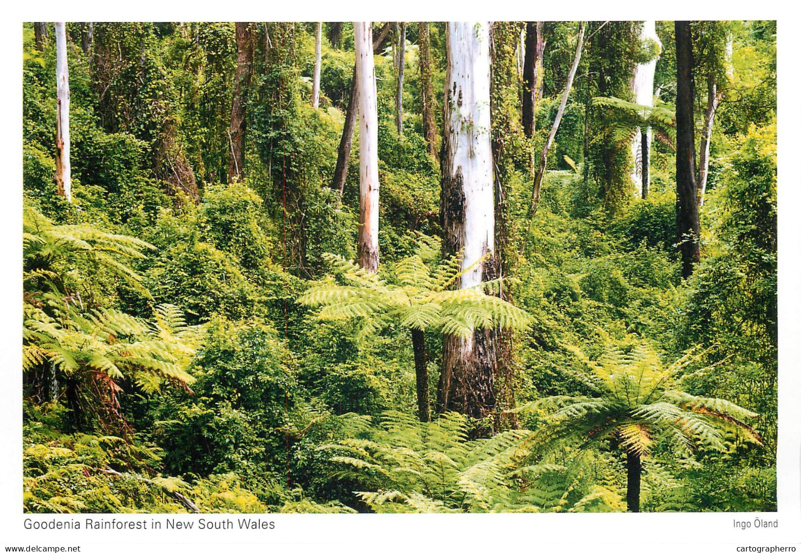 Postcard Australia Goodenia Rainforest In New South Wales - Andere & Zonder Classificatie