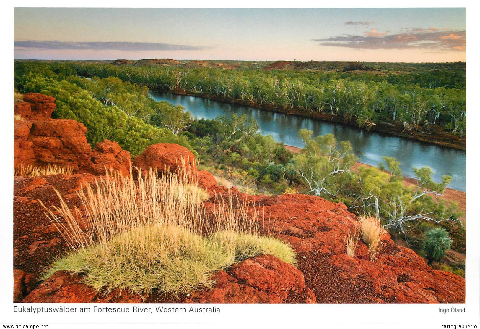 Postcard Australia Western Australia Eucalyptus Forest And Fortescue River - Altri & Non Classificati