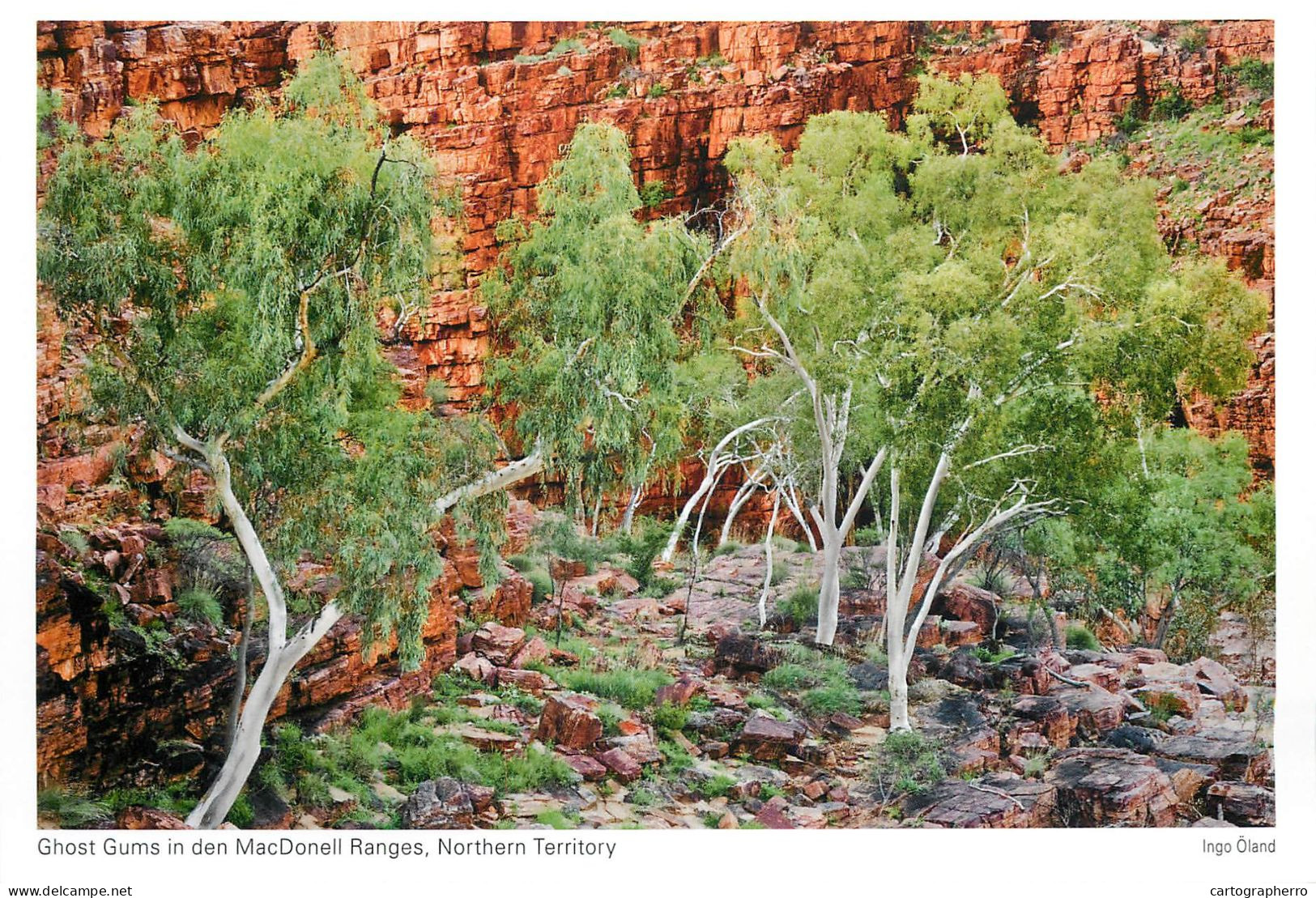 Postcard Australia Northern Territory Ghost Gums In Den MacDonell Ranges - Zonder Classificatie