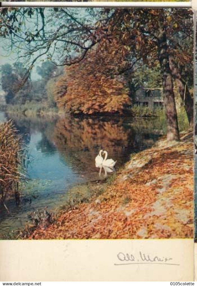 Carte - Photographes - Albert Monier  - Environs De Paris - Les Cygnes D'Enghien - PRIX FIXE - ( Cd066) - Monier