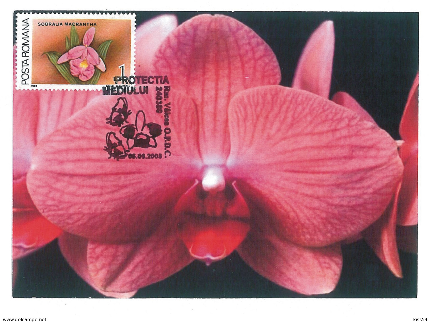 MAX 50 - 667 ORCHID, Romania - Maximum Card - 2005 - Orchidées