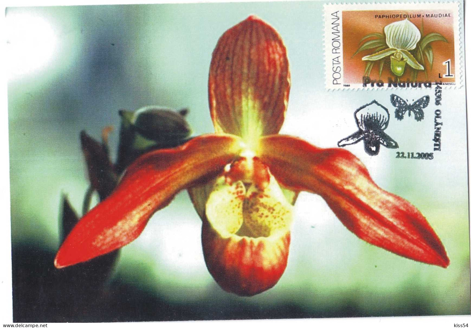 MAX 50 - 53 ORCHID, Romania - Maximum Card - 2005 - Orchidées