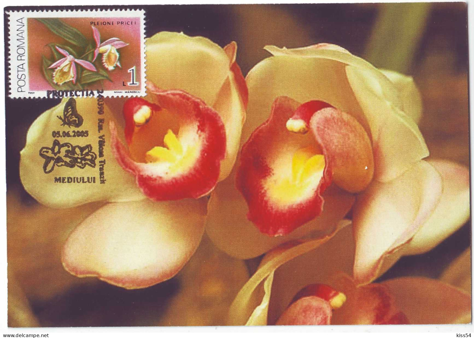 MAX 50 - 48 ORCHID, Romania - Maximum Card - 2005 - Orchidées