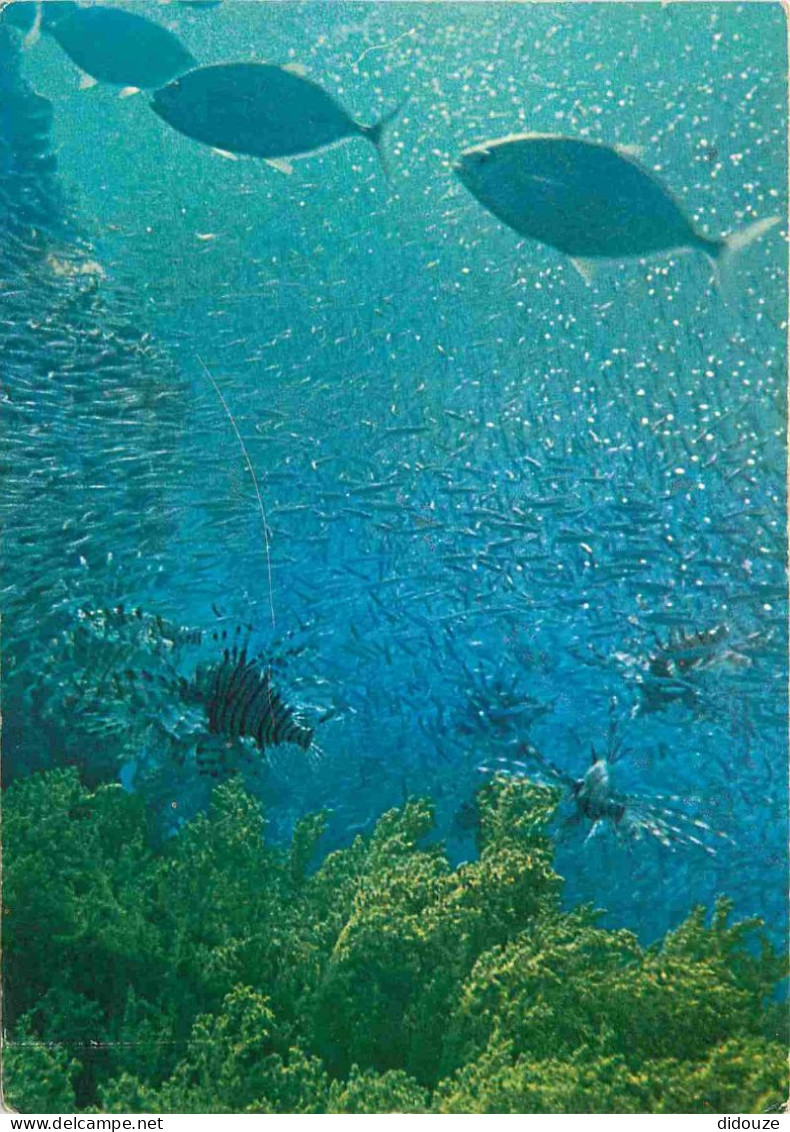 Animaux - Poissons - Israel - Eilat - Underwater Scenery - Kingfish Caranx Djedaba - Stingfish Petrois Volitans - CPM -  - Pesci E Crostacei