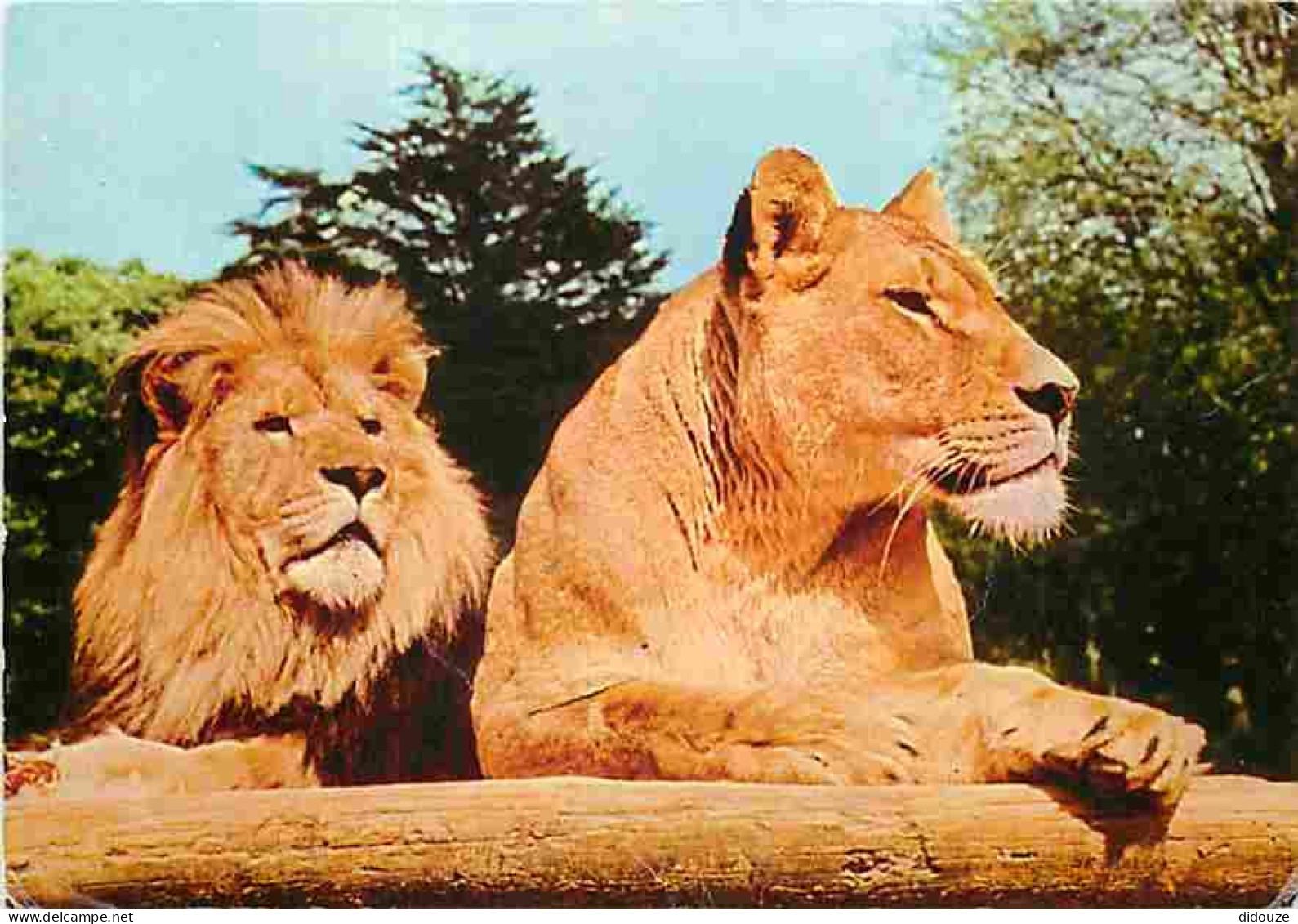 Animaux - Lions - Château De Thoiry - Couple De Lions En Liberté - CPM - Voir Scans Recto-Verso - Lions