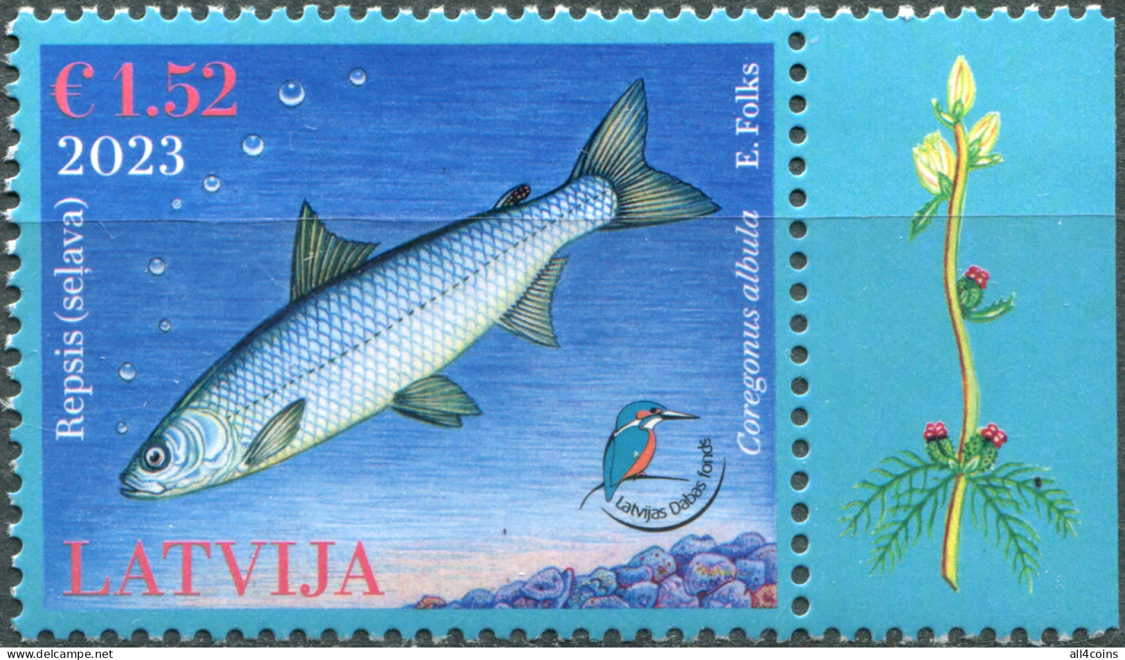 Latvia 2023. Vendace (Coregonus Albula) (MNH OG) Stamp - Lettonie