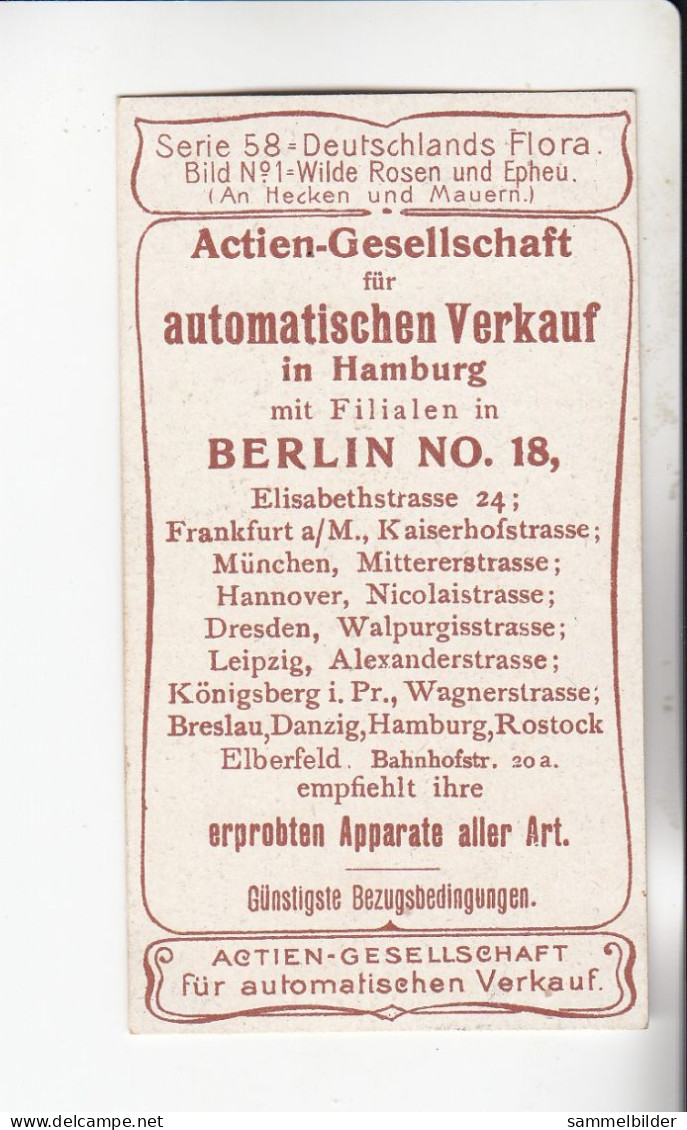 Actien Gesellschaft Wilde Rosen Und Epheu ( An Hecken Und Mauern )   Serie  58 #1 Von 1900 - Stollwerck