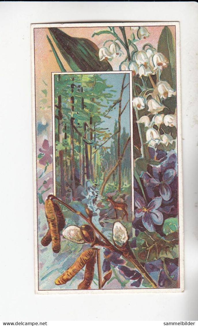 Actien Gesellschaft Wilde Maiblumen Und Veilchen  ( Im Wald  )   Serie  58 #2 Von 1900 - Stollwerck