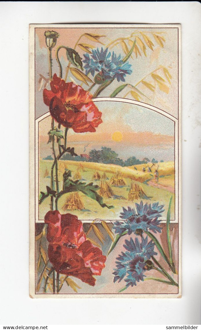 Actien Gesellschaft Mohnblumen Und Kornblumen   (Im Felde    )   Serie  58 #4 Von 1900 - Stollwerck