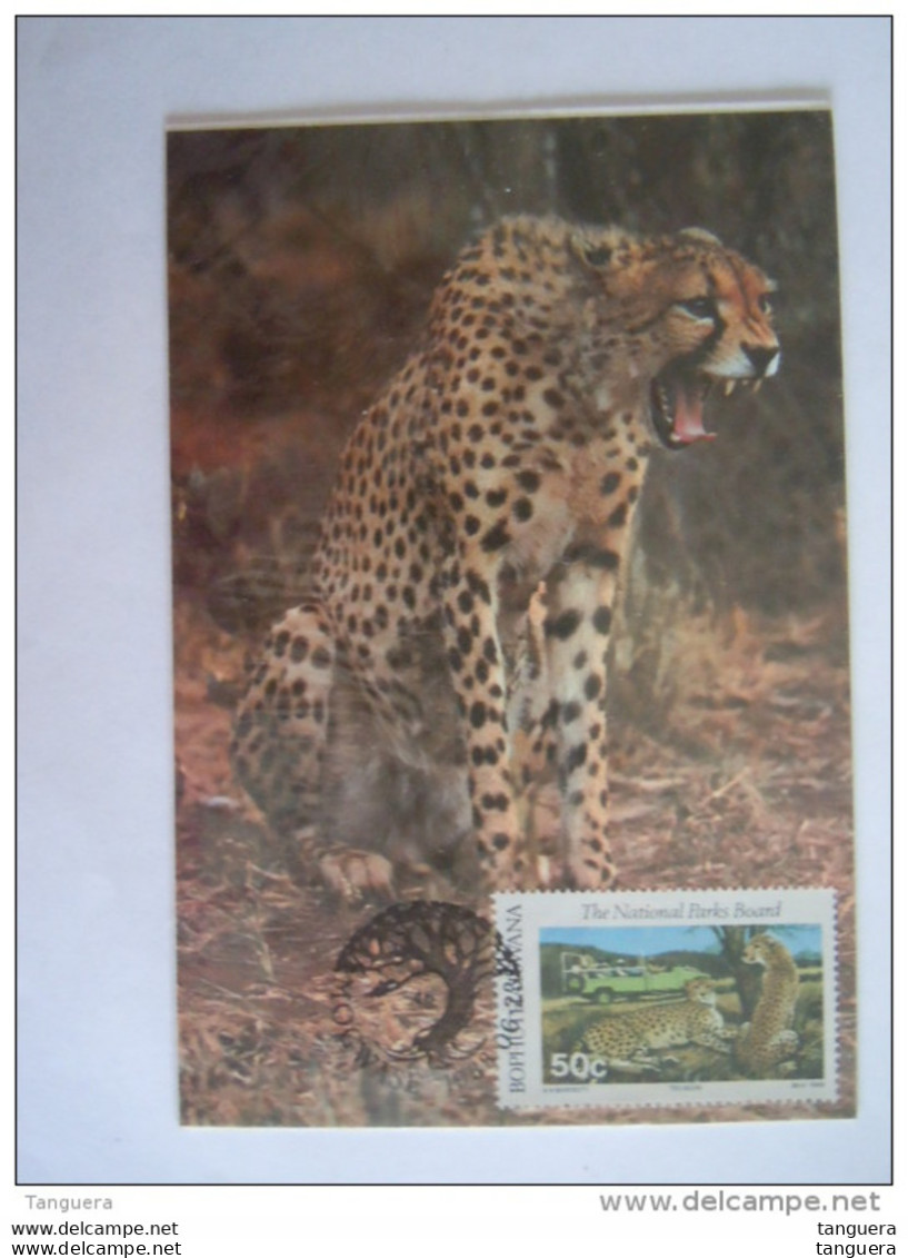 Bophuthatswana 1988 Maximum Card Carte Guépards Luipaard  Yv 205 - Bophuthatswana