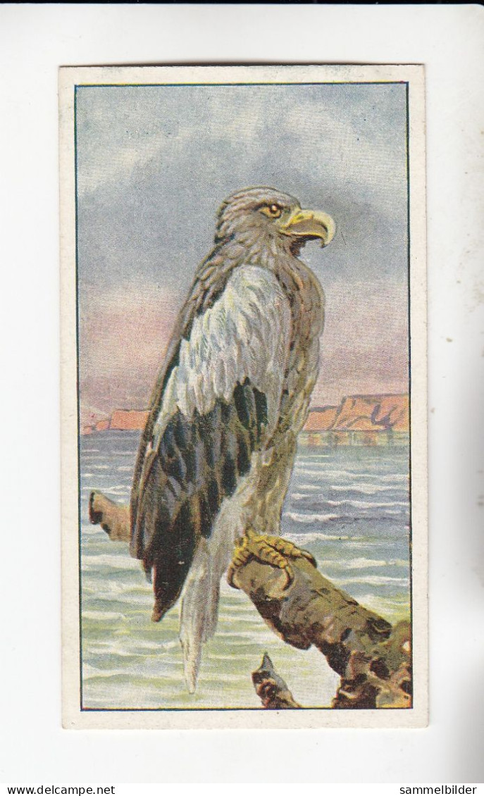 Actien Gesellschaft See - Vögel  Seeadler   Serie  56 #1 Von 1900 - Stollwerck