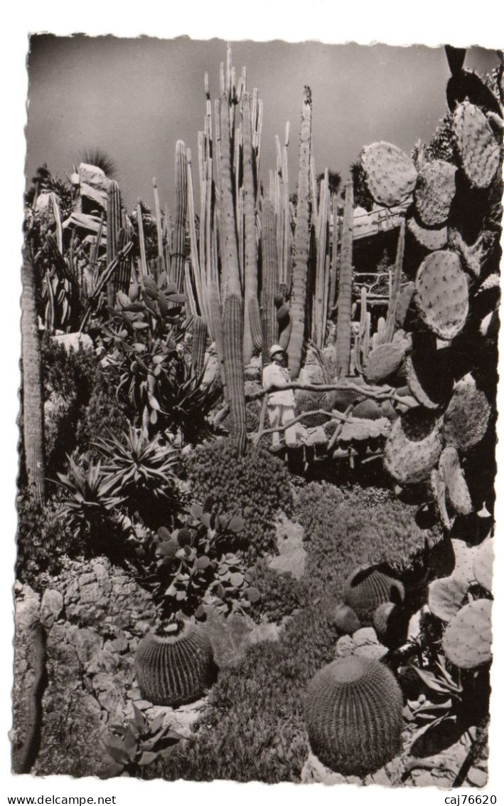 Le Jardin Exotique De Monaco , Le Torrent Des Klénia, Cereus Colonaires ... - Exotische Tuin