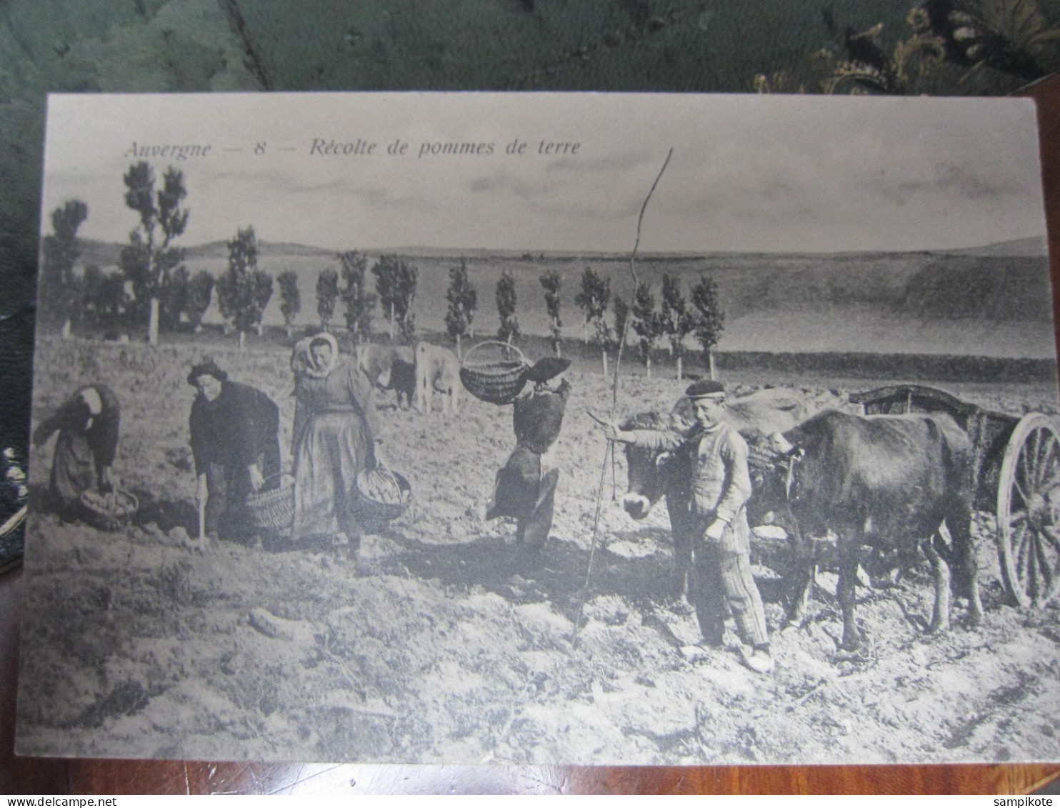 Carte Postale Auvergne, La Récolte Des Pommes De Terre - Bauern