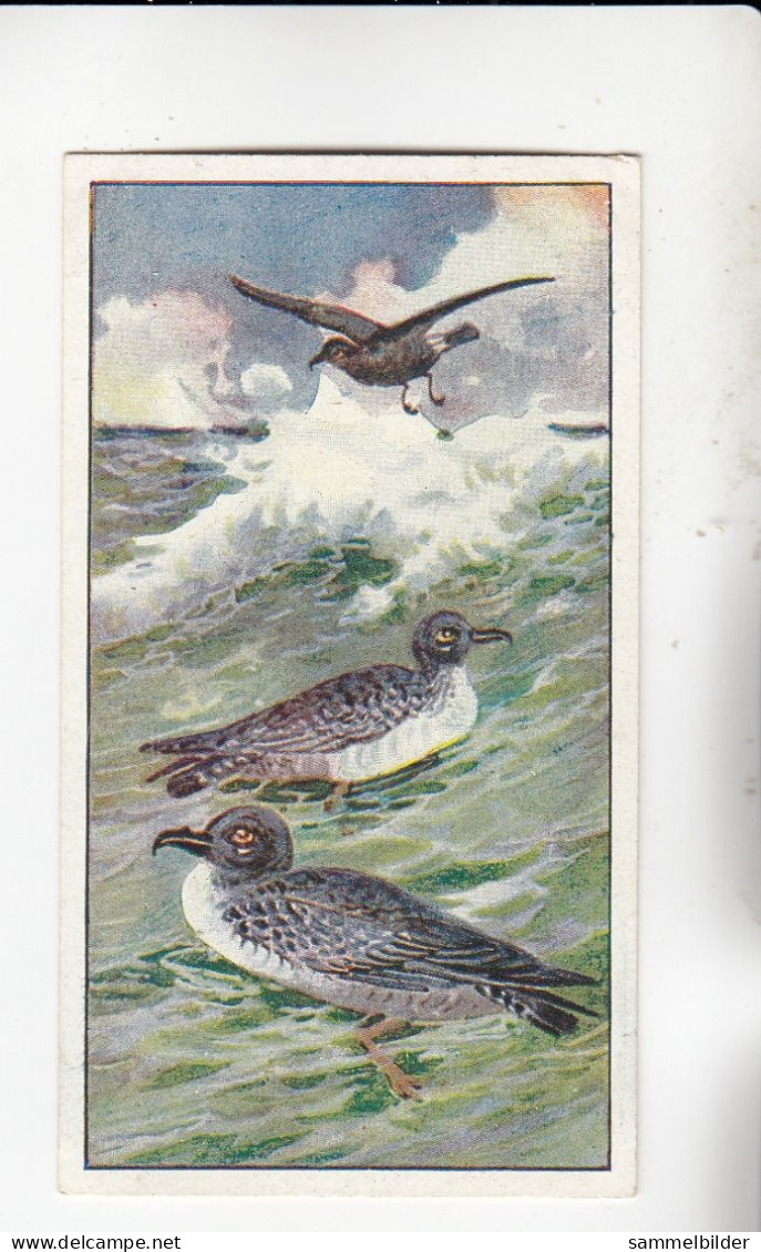 Actien Gesellschaft See - Vögel  Sturmschwalbe Kaptauben     Serie  56 #6 Von 1900 - Stollwerck