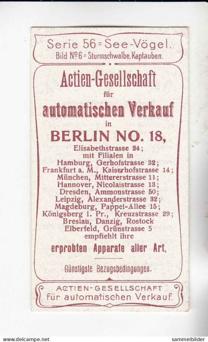 Actien Gesellschaft See - Vögel  Sturmschwalbe Kaptauben     Serie  56 #6 Von 1900 - Stollwerck