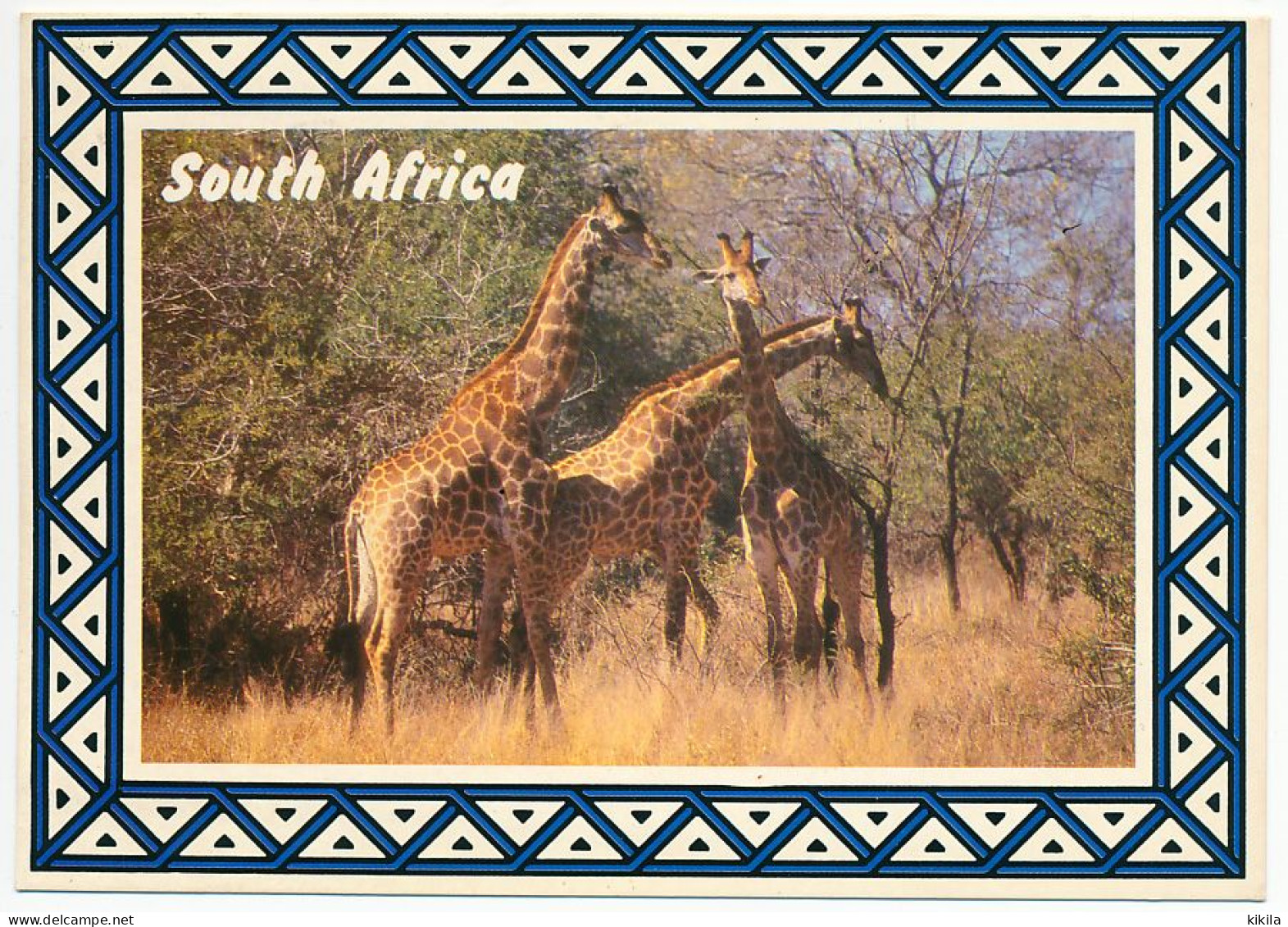 CPM 10.5 X 15 Afrique Du Sud  GIRAFES - South Africa