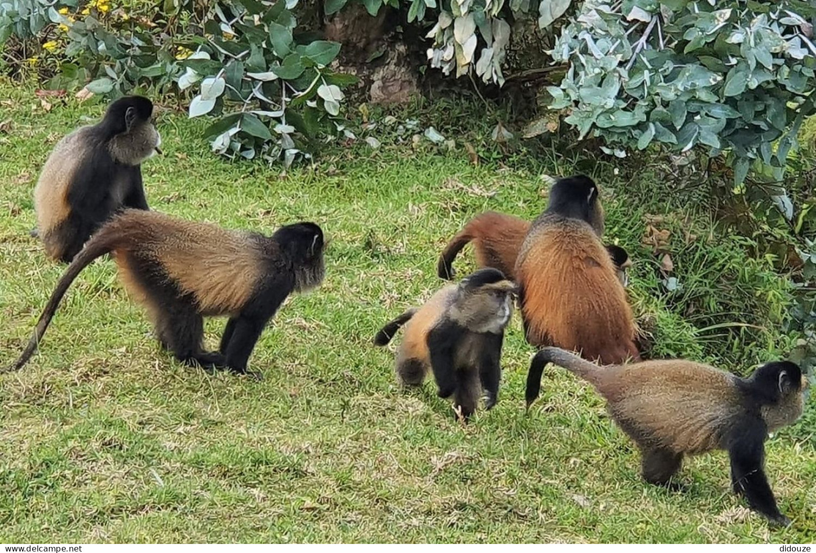 Rwanda - Volcanoes National Park - Singe Doré - Golden Monkey - Parc Des Volcans - Zoo - CPM - Carte Neuve - Voir Scans  - Rwanda